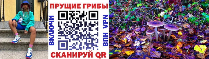 Псилоцибиновые грибы GOLDEN TEACHER  мега ссылка  Рыбное  даркнет сайт 